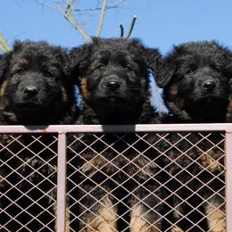 German Shepherds from Crooked River German Shepherds