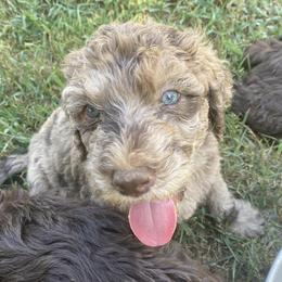 Goldendoodles from SC Puppies