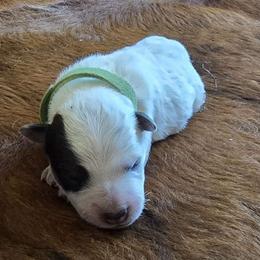 Phoenix - Australian Cattle Dog puppy from KS Cattle Dogs