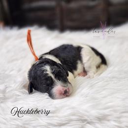 Huckleberry - Black and white male Cockapoo puppy in Mancelona, Michigan from Lavender poodles & doodles