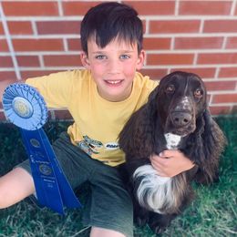 Field Spaniels from Killara Field Spaniels