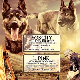 German Shepherds from Strawn German Shepherds