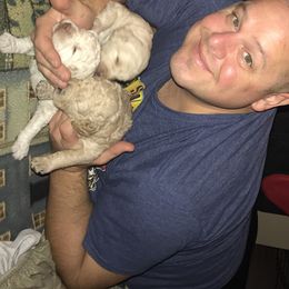 Goldendoodle, Schnoodle, and Sheepadoodle Puppies from Dood Ranch