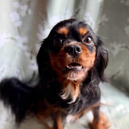 Willow - Cavalier King Charles Spaniel