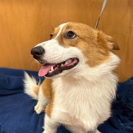 Buttercup - Pembroke Welsh Corgi