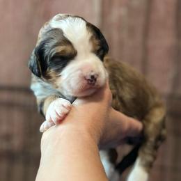Liberty - Sable female Bernedoodle puppy in Kansas City, Missouri from Beary GoldenDoodles