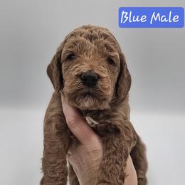 Blue Male - Red  male Goldendoodle puppy in Mocksville, North Carolina from Hunting Creek Farm & Kennel