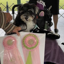 Havanese Puppies from Coraz’on Havanese
