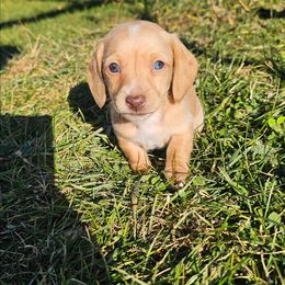Scotch - Dapple male Dachshund puppy in Elk River, Minnesota from Darling Doxies