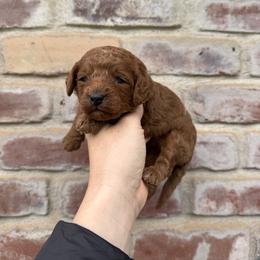 Cooper (grey collar) - Red male Cavapoo puppy in Redding, California from Lipscomb Doodles