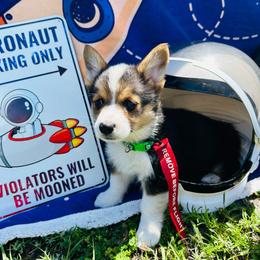 Victor Glover - Black and white male American Corgi puppy in Cocoa, Florida from Cascadian Space Coast Corgis LLC