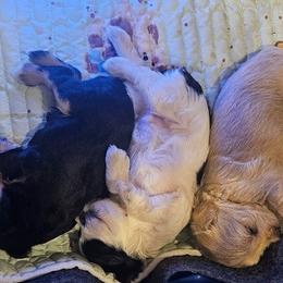 Miniature Schnauzers from 1 Smart Schnauzers babies