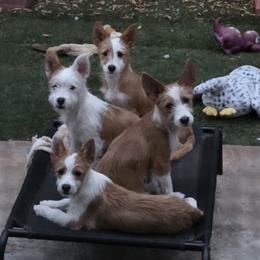 Portuguese Podengo Pequeno puppies from Averson Podengo Pequenos
