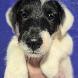 Female pup 1 - White black and tan female Smooth Fox Terrier puppy in Lake City, Florida from Providence Kennels