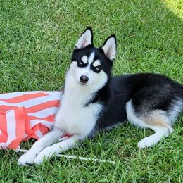 Midnight - Pomsky