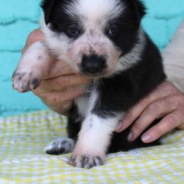Green colored male - Panda male German Shepherd puppy in Yakima, Washington from Bahr-S German Shepherds