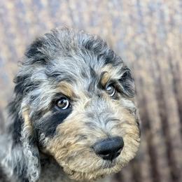 Saint Berdoodle Puppies from Badland St. Berdoodles LLC