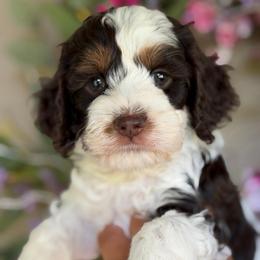 Vince - Brown and white male Cockapoo puppy in Yuciapa, California from AlltheDoodlez_