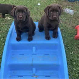 Labrador Retriever Puppies from Brookside Labrador Retrievers