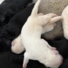 Boy 2 - Yellow male Labrador Retriever puppy in Turner, Maine from Bear Pond Retrievers