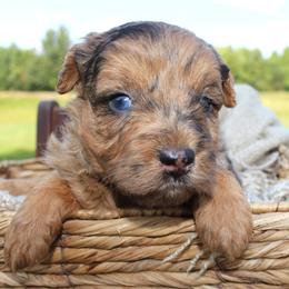 Boone- CKC- F1 Mini AussieDoodle- Stokesdale, NC - Blue merle male Aussiedoodle puppy in Stokesdale, North Carolina from His and Hers Poodles and Doodles