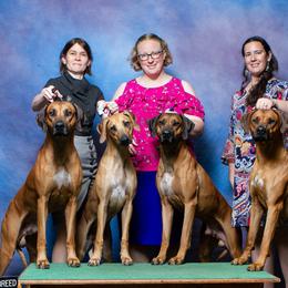 Rhodesian Ridgebacks from Oluchi Hounds