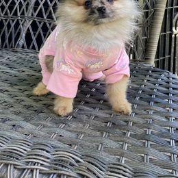 Pomeranian Puppies from Highlander Pomeranians