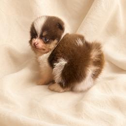 Thorn - Chocolate parti male Pomeranian puppy in Sandia, Texas from Broken Arrow Poms
