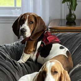 Basset Hounds from Blackberry Creek Basset Hounds