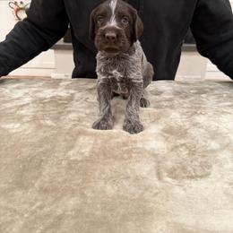 Boy 1 - Brown and gray male Wirehaired Pointing Griffon puppy in Shelley, Idaho from Western Gundogs