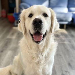 Teddy - Golden Retriever