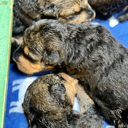 Girl 3 - Black and tan Airedale Terrier puppy in Branch, Michigan from Aim High Airedales & German Shorthaired Pointers
