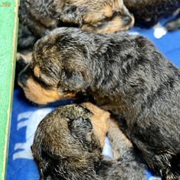 Girl 3 - Black and tan Airedale Terrier puppy in Branch, Michigan from Aim High Airedales & German Shorthaired Pointers