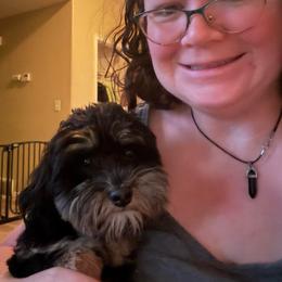 Princess - Tri-color female Bernedoodle puppy in Eagle Mountain, Utah from Liberty Farms Puppies