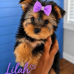 Lilah- Girl 2 - Black and tan female Yorkshire Terrier puppy in Selden, New York from Alisha's Yorkshire Terriers
