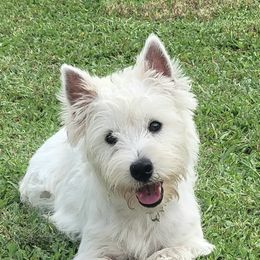 TESLA - West Highland White Terrier