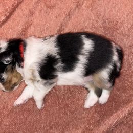 Girl 1 - Australian Shepherd puppy from Ralph's Australian Shepherds