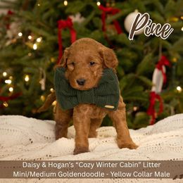 Pine- Yellow Collar Boy - Red  male Goldendoodle puppy in Meadville, Pennsylvania from Doodle Paws Pups