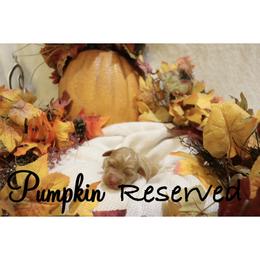Pumpkin - Red female Bernedoodle puppy in Helper, Utah from Doodle Love Utah