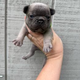 Ferb - Blue male French Bulldog puppy in Ludowici, Georgia from Royal Destiny Kennels