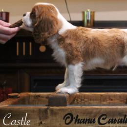 Cavalier King Charles Spaniel Puppies from Ohana Cavaliers