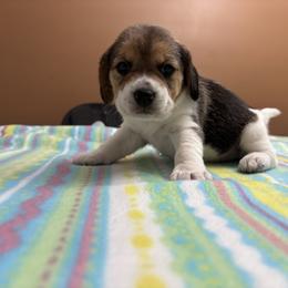 Sugar - Black tan and white female Beagle puppy in St. Cloud, Minnesota from Beagle Blessings