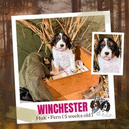Winchester (Winnie) - Black white and tan female English Springer Spaniel puppy in Albany, Minnesota from Farm Fresh Labradors & English Springers