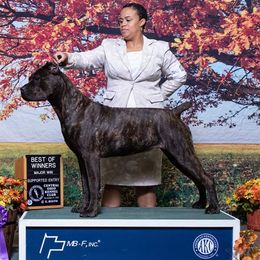 Nasdaq  - Cane Corso