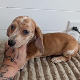 Gypsy - Dapple female Dachshund puppy in Barnard, Missouri from KB Doxies