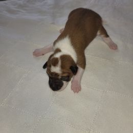 Girl 1 - Basenji puppy in Branchburg, New Jersey from Maringa Basenji