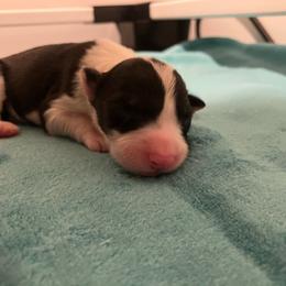 Pin - Black and white male Border Collie puppy in Holden, Missouri from Spotted Feather Farm