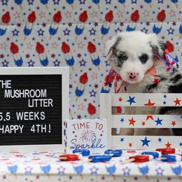 Puffball - Blue merle Border Collie puppy in South Carolina from Blackbird Kennels