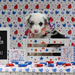Puffball - Blue merle Border Collie puppy in South Carolina from Blackbird Kennels