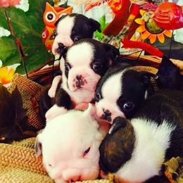 Boston Terriers from Sunwood Boston Terriers